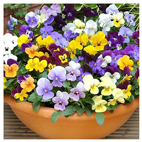 PREMIER SEEDS DIRECT - Viola CORNUTA - Large Flower Mix - 350 Seeds