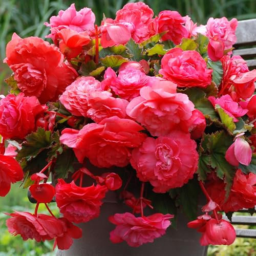 Begonia Odorata Pink Flamingo - Fragrant Tuberous Perennial - Summer Flowering Plant - Trailing for Hanging Baskets and Containers - UK Gardens (8 Bulbs)