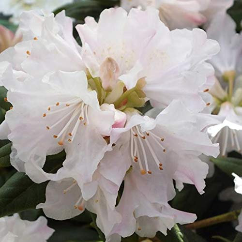 Rhododendron 'Dora Amateis' 20-30 cm en conteneur