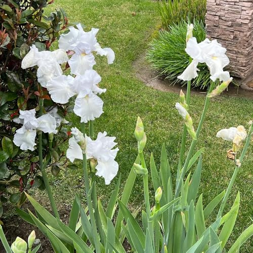 bulbi di iris resistenti, esterno esotiche perenni, giardino 9pcs