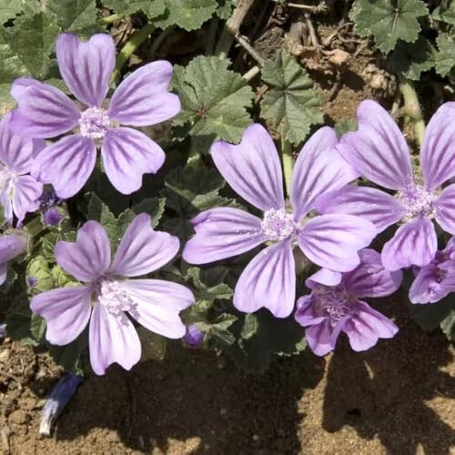 120 piezas semillas malva - de jardín, semillas jardín de para decoración balcones,