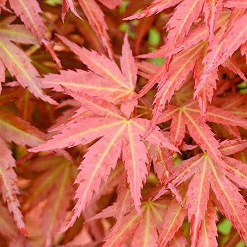 Acer palmatum Wilson's Pink Dwarf - Japanese Maple Tree | Large Outdoor Garden Ready Plant in Pot (50-70cm Incl. Pot)
