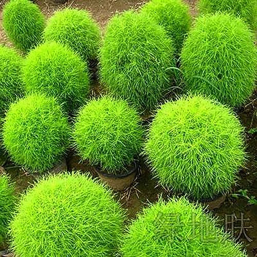 lamphle 100 Pz Kochia Scoparia Pianta Ornamentale Semi di Fiori Giardino Cortile Decorazione Bonsai Fiore Albero da Frutto Semi di Ortaggi Verde Kochia Scoparia