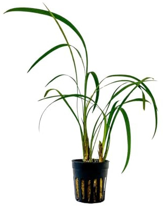 AquaOne Terrarium Pflanze Ophiopogon gigantea I Lebende Paludariumpflanzen Regenwald Terrarienpflanzen voll durchwurzelt einfach Terrascaping Dekoration