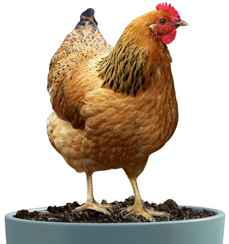 TyCylKu Figura Decorativa De Pollo Para Jardín, Decoración De Jardín De Pollos De Acrílico, Estaca De Pollo Para Jardín Al Aire Libre, Figura De Pollo Hiperrealista Para Jardín Al Aire Libre