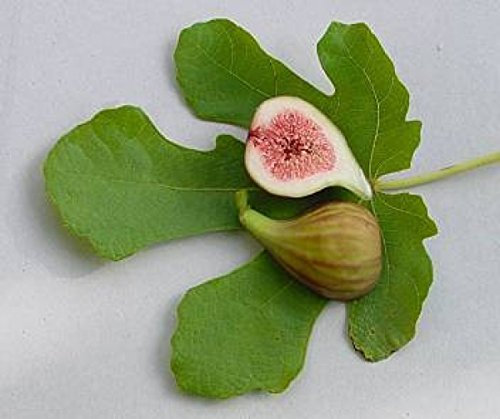 Ficus carica ‘Brown Turkey’ 20–40 cm – Winterhart, Mehrjährig, Pflegeleicht – Echte Feige/Feigenbaum – Obstgehölz für Kübel & Garten