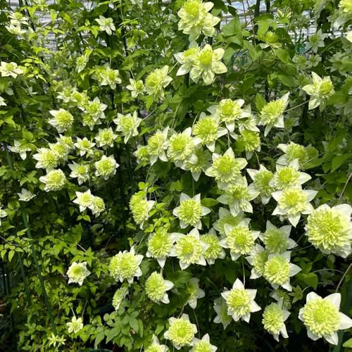 bulbos resistentes de clemátide - jardín decoración balcón exterior 8pcs