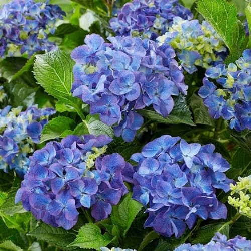 Plant Theory Blue Mophead Hydrangea Hydrangea Macrophylla Shrub Plant 2L Pot