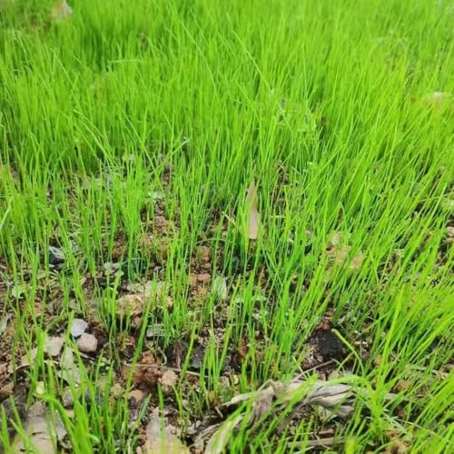 semillas de césped resistentes - jardín semillas, macetas raras balcón jardín interior 1000pcs