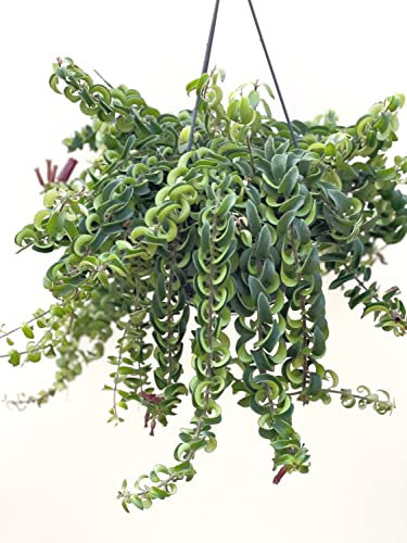 IndoorPlantsParadise - Aeschynanthus Twister Hanging Plant | Lipstick Plant - Pot Size 15cm