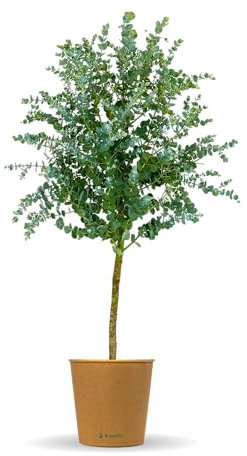 Bloomify® Eukalyptus Stamm Eugenia | 60 bis 90 cm große winterharte Eukalyptus Pflanze | pflegeleichte, echte Eucalyptus Pflanze für Balkon, Terasse oder Garten | herrlicher Duft