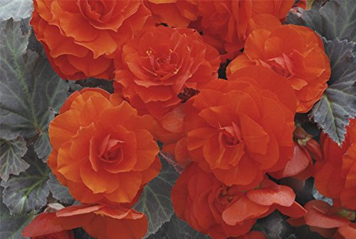Just Seed - Flower - Begonia - Nonstop Mocca Deep Orange F1-10 Pelleted Seed