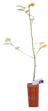 Charme commun de 2 ans - Pépinière de Puymege - Plant truffier mycorhizé à la truffe du Périgord - Tuber mélanosporum