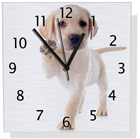 Wallario Design Wanduhr Süßer Labrador-Welpe SAGT Hallo aus Aluverbund, Alu-Uhr Größe 30 x 30 cm, Schwarze Zeiger mit Metalloptik