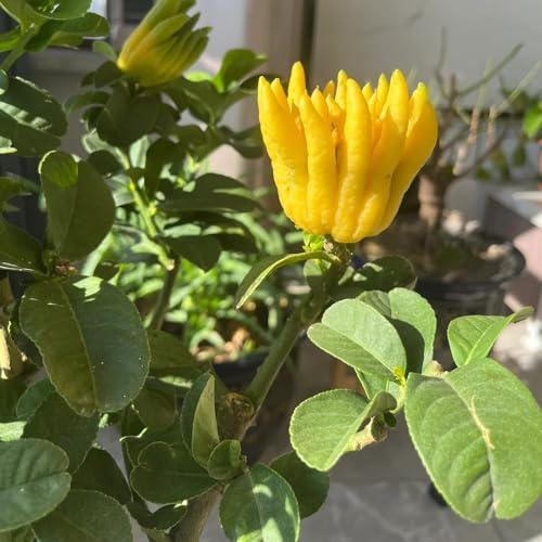 Semillas de limón de la mano de Buda - Semillas de bergamota - Semillas en crecimiento, decoraciones de jardín para exteriores. jardín de,50pcs