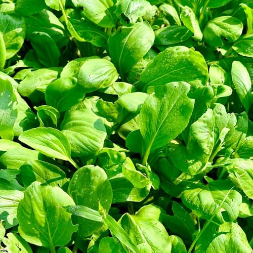 Semi di Pak Choi biologici - decorative per da balcone senape cinese vecchie varietà, rare, resistenti, 200pcs
