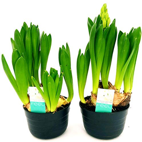 POWERS TO FLOWERS - SET 2 BULBI GIACINTO MULTIFLORA BIANCO, piante vere
