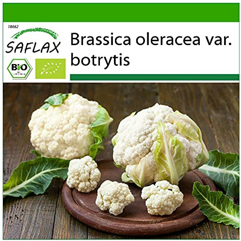 SAFLAX - BIO - Chou-fleur - Boule de neige - 70 graines - Avec substrat de culture aseptique - Brassica oleracea
