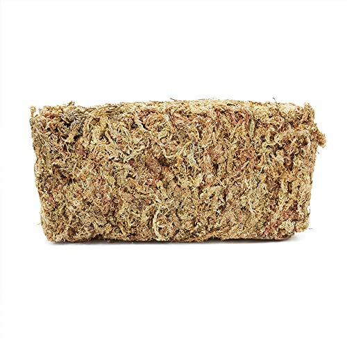 Terra Exotica Sphagnum Moos in (300g, 1 Kg, 3 Kg oder 5 Kg) Torfmoos für Garten-, Zimmerpflanzen & Terrarien (500 g)