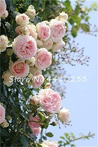 Graines De Rosier Grimpant Pour Jardin Rose Clair Paquet De 100 Graines