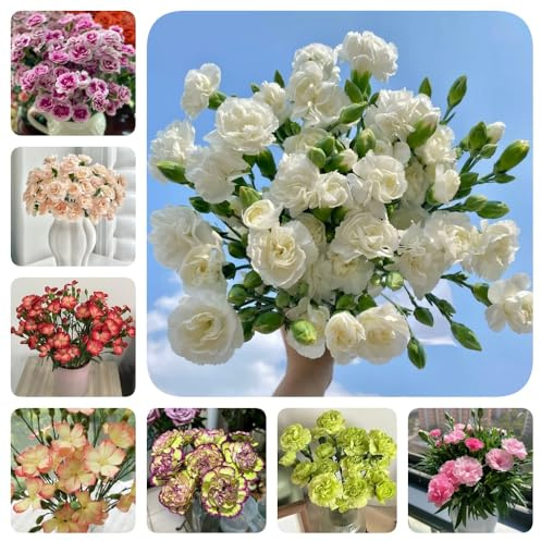 Semi di chiodi di garofano, serre da balcone Semi di garofano dolce, per gli ospiti con semi di resistenti per il giardino 600pcs