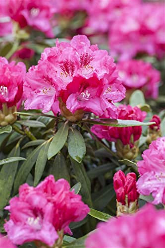 Rhododendron Hybr. 'Rocket' 40-50 cm - Rhododendron, leuchtend rote Blüten, Blütezeit Mai-Juni, ideal für Kübel und Rabatten, winterhart und pflegeleicht