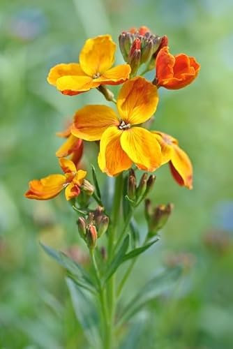 Sachet de graines de Giroflée quarantaine variée - Sachet de 0,5 gramme - Graines de style