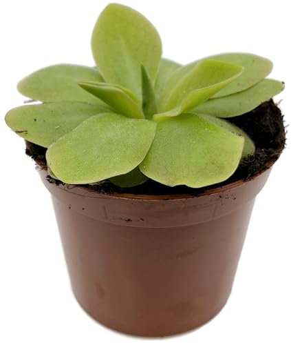 Fangblatt - Pinguicula Tina - fleischfressende Pflanze im Ø 9 cm Topf - bezauberndes Fettkraut - Karnivore für Anfänger