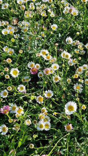 Erigeron karvinskianus 'Profusion' / Pâquerette des murailles/Conteneur de 3 à 4 litres/Vivace