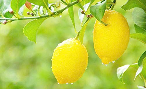 Bio Zitronenfruchtbaum 20 Samen für Innen und Außen - Yellow Lemon Seeds