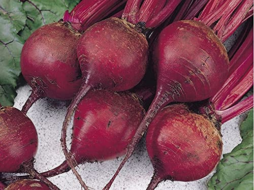Ruby Queen Beet 60 - 4600 Seeds Buttery Retains Color Exceptionally Tender Bulk (1200)