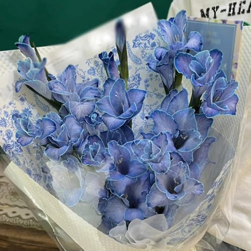 12 pcs Gladiolen Zwiebeln Winterhart - blühwiese mehrjährig, geschenk garten Gladiolen Zwiebeln - Blumenzwiebeln blumen pflanzen, gartenblumen blumenzwiebel, balkonpflanzen garten