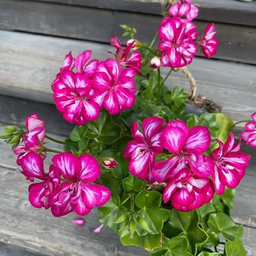 100 Stück rosa-weiße Geranienblumensamen