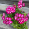 100 semi di fiori di geranio rosa e bianco