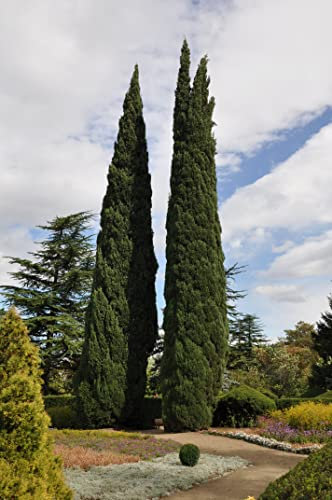 100 Graines de Cyprès Horizontales (Cupressus Sempervirens Horizontalis)
