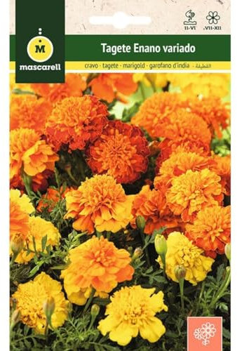 Mascarell - Tagete nain varié - Graines de fleurs d'extérieur pour décoration - 2 g