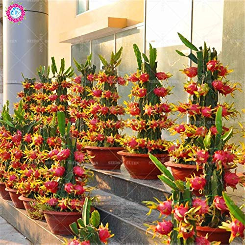 ShopMeeko GRAINES: 2015 New Rare 50pcs Purple Dragon Fruit Pitaya - Hylo costarnsis - Antioxidant-