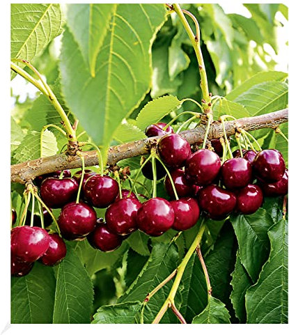 BALDUR Garten Selbstfruchtende Süßkirsche Swing, 1 Pflanze, Prunus avium, Kirschbaum, essbare Früchte, bienenfreundlich,selbstfruchtend, wurmfrei, winterhart, pflegeleicht, blühend