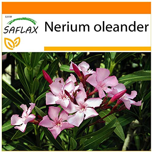 SAFLAX - Garden in the Bag - Oleander - 50 Samen - Mit Anzuchtsubstrat im praktischen, selbst aufstellenden Beutel - Nerium oleander