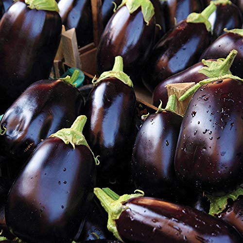 Aubergine ‘Bonica’ F1 Hybrid, Solanum Melongena, Egg Plant 13 Seeds by Thompson and Morgan
