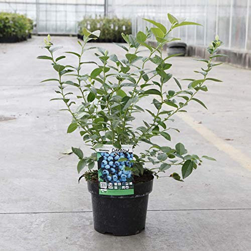 Fruit Blueberry Vaccinium Darrow Garden Plant Hardy Shrub Flowering Garden Plants Easy to Grow Your Own 1x 9cm Potted Plant by Thompson and Morgan