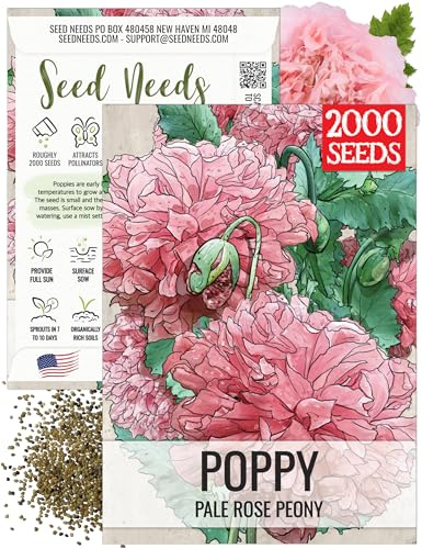 Seed Needs Pale Rose Peony Poppy Seeds for Planting - Heirloom & Open Pollinated Annual Flowers - Pink Ruffled Blooms to Attract Butterflies to the Garden (1 Pack)