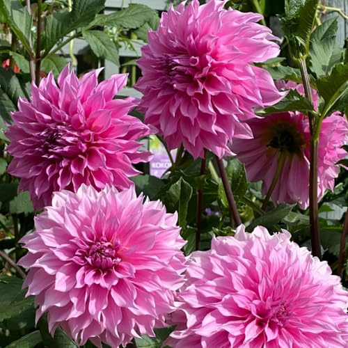 Dalias Tubérculos resistentes - Dalias Rizoma Adaptable a Climas Variados - Ideal para plantar -2Tubérculos-H