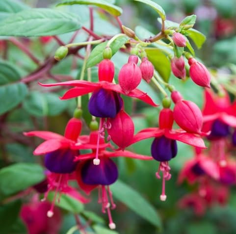 100 graines de fleurs fuchsia rouge violet