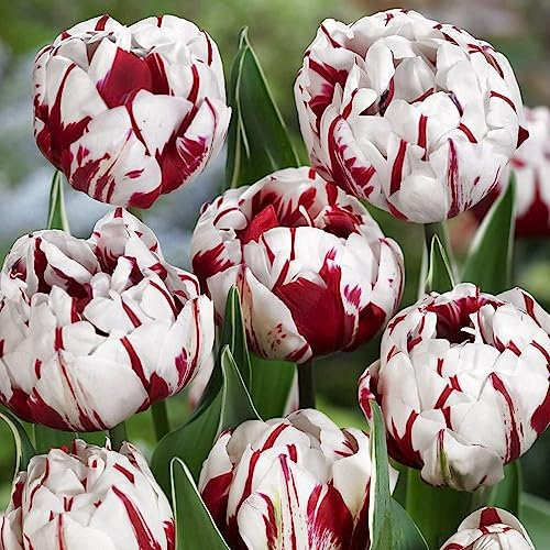 2 pcs tulpenzwiebeln balkon - plants winterharte balkonpflanzen frühblüher zwiebeln tulpen zwiebeln,tulpenzwiebel,Tulipa gesneriana, pflanze dachbegrünung geschenke für ältere menschen