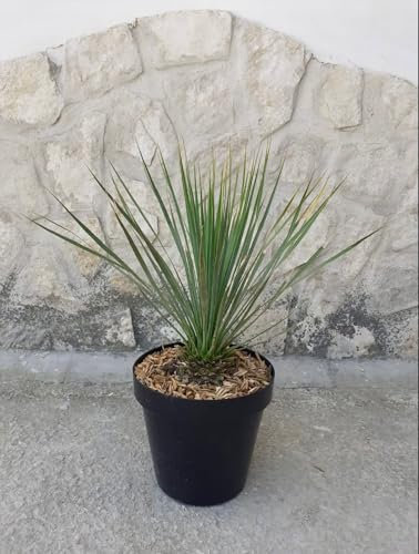 Yucca rostrata vaso 23 cm h70cm foto reale