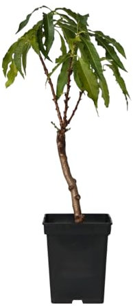 Plant in a Box - Prunus Persica Bonanza - Zwergpfirsichbaum - Schöne rosa Blüte - Gartenpflanze - Topf 14cm - Höhe 60-70cm