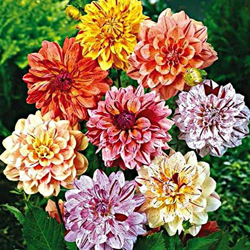 5 x Dahlia Rembrandt Mixed – Pastel Bi-Coloured Blooms – Perennial – Summer Flowering Bulbs – for Your Beautiful Garden