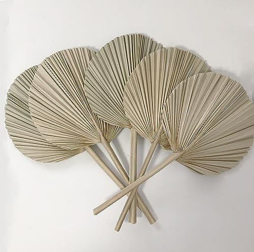 DongArts Lot de 5 feuilles de palmier séchées, forme ronde naturelle, éventails de palmier tropical, pour décoration de mariage bohème, plantes séchées