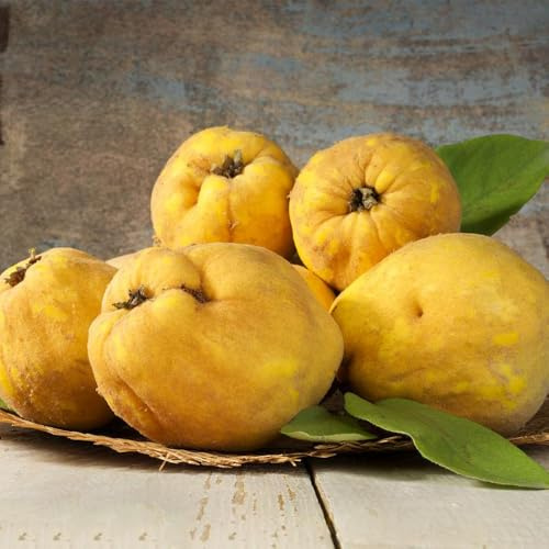 Semillas de membrillo, semillas de Cydonia oblonga, raras semillas variedades antiguas enanos resistentes arbustos 250pcs